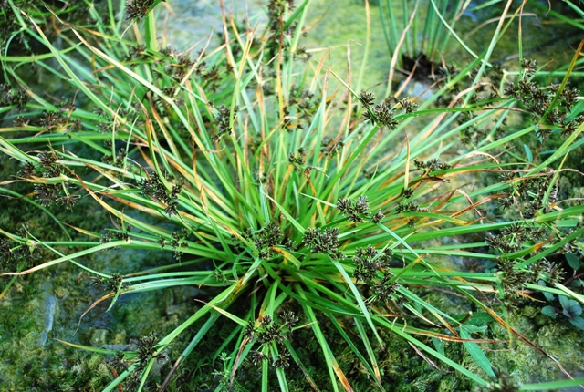 Cyperus fuscus / Zigolo nero